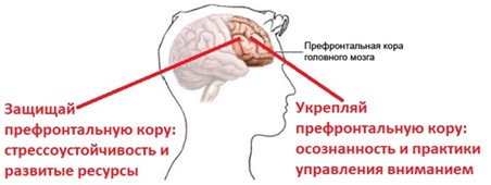 neiro2.jpg neiro2.jpg